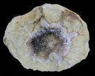 Aragonite & Kutnohorite Crystal Geode Half - Italy #61767-1